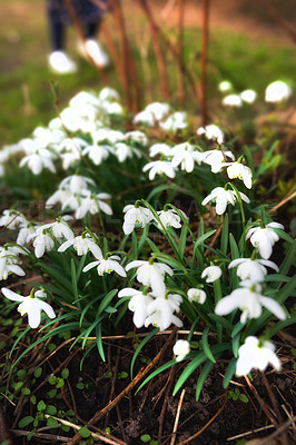 Buy stock photo Spring is coming -Snowdrops in my garden