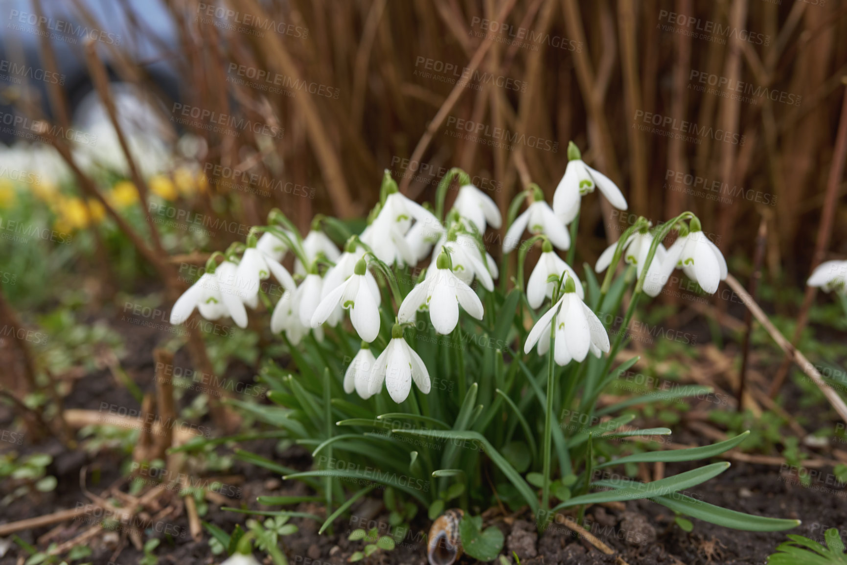 Buy stock photo Spring is coming -Snowdrops in my garden