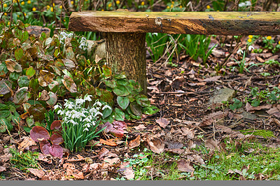 Buy stock photo Forest, flowers and Snowdrops against a bench in nature, grass and spring with nobody, zen and beauty, quiet and growing. Field, flower and Scilla bloom growth on ground, plants, and peace with seat