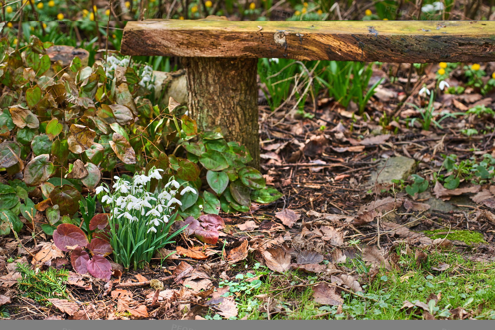 Buy stock photo Forest, flowers and Snowdrops against a bench in nature, grass and spring with nobody, zen and beauty, quiet and growing. Field, flower and Scilla bloom growth on ground, plants, and peace with seat