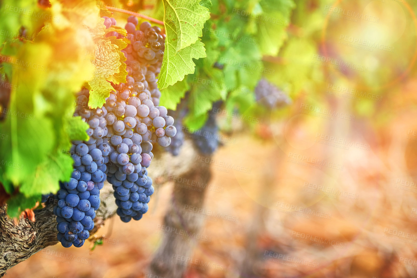 Buy stock photo Shot of a bunch of grapes growing on a vineyard