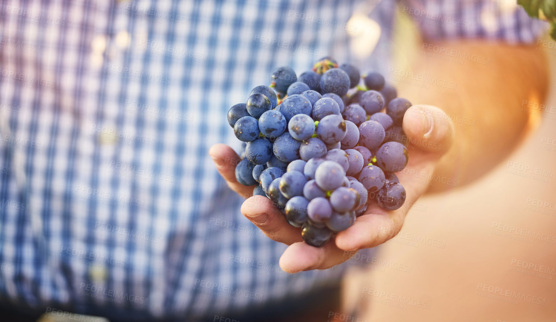 Buy stock photo Harvest, grapes and hands of winemaker in outdoor for vineyard, growth or agriculture in countryside. Lens flare, fruit and man with produce for wine making, viticulture or farming in Napa Valley