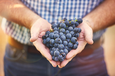 Buy stock photo Cropped shot of a man holding a bunch of grapes from his vineyard