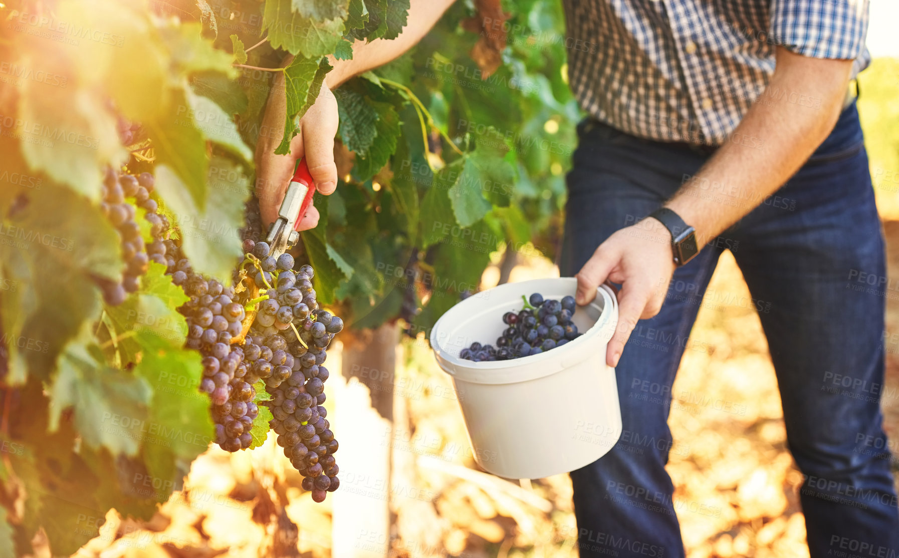 Buy stock photo Farmer, bucket and vineyard with harvesting grapes in season for wine making, viticulture and winery. Person, farming and fruit in agriculture, sustainability and horticulture for pruning in Italy