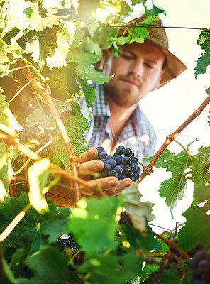 Buy stock photo Male person, winery and vineyard with harvesting grapes in estate for wine making, viticulture and farming. Man, farmer and fruit in agriculture, sustainability and horticulture for pruning in Italy