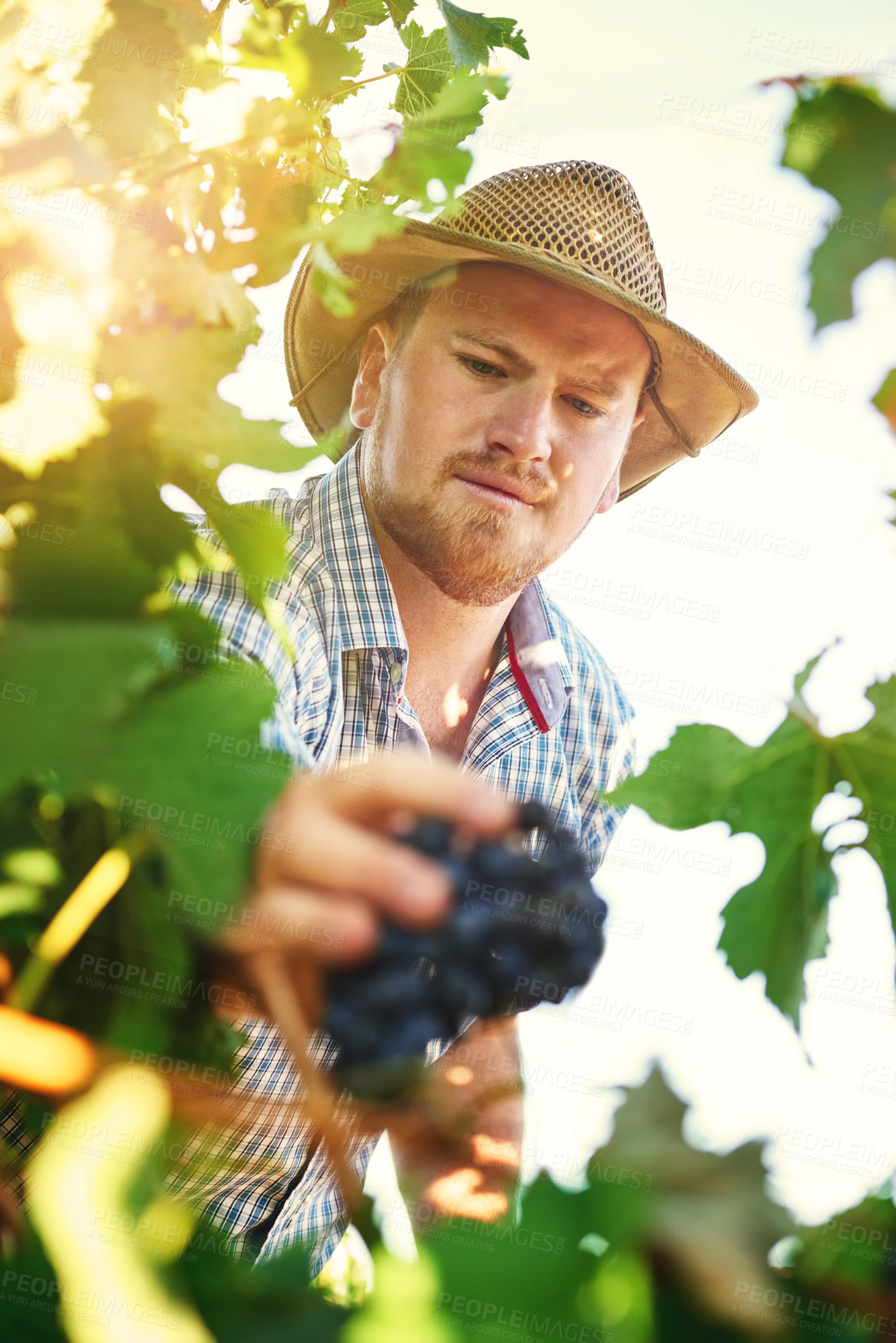 Buy stock photo Male person, farmer and vineyard with harvesting grapes in season for wine making, viticulture and winery. Man, farming and fruit in agriculture, sustainability and horticulture for pruning in Italy