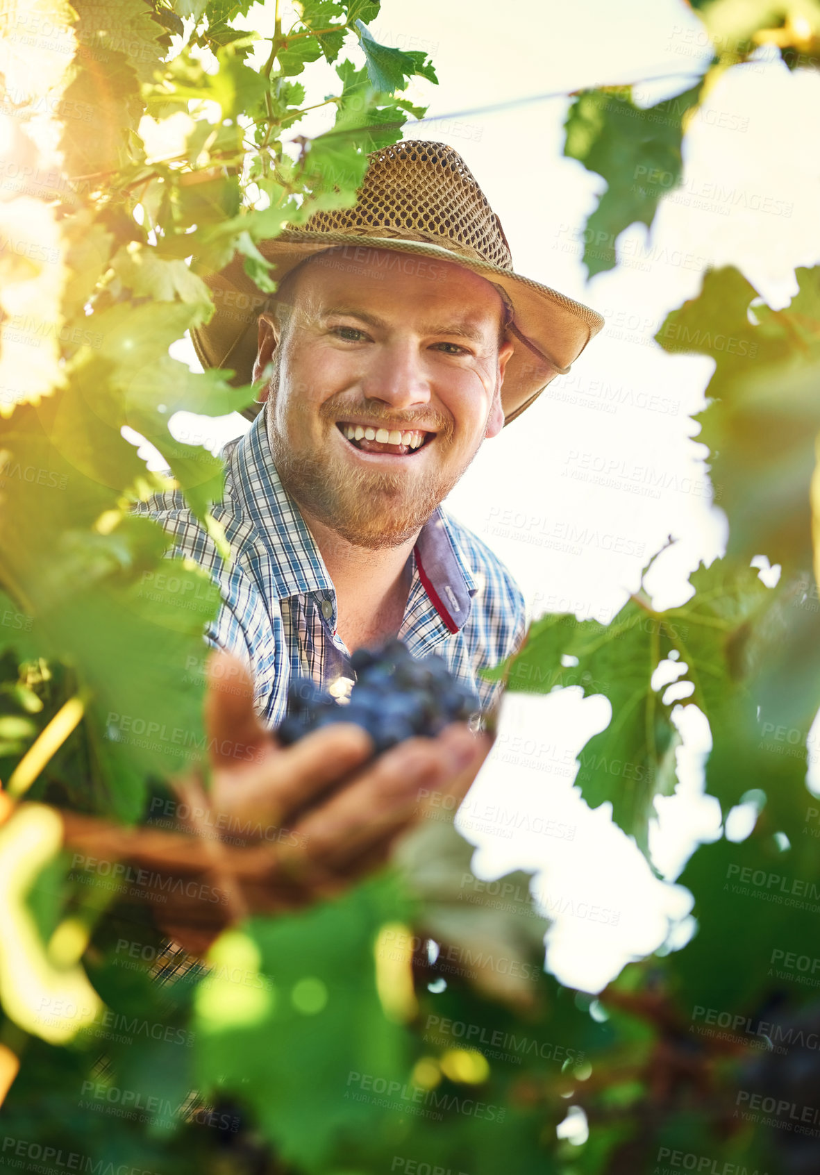 Buy stock photo Man, farm and portrait with harvesting grapes in vineyard for wine making, viticulture and winery. Male person, farming and fruit in agriculture, sustainability and horticulture for pruning in Italy