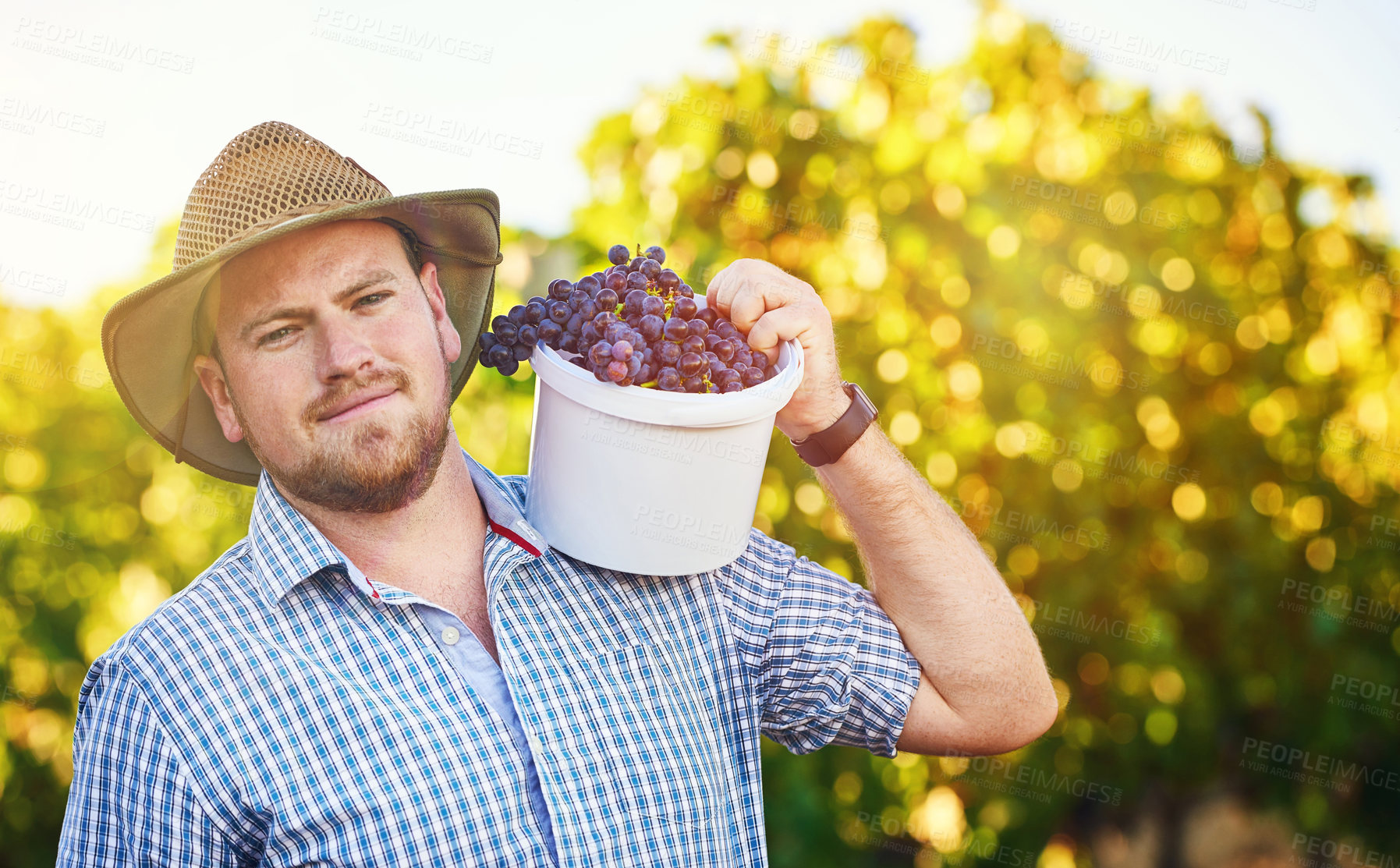 Buy stock photo Farming, portrait and man with bucket of grapes at vineyard for harvest with agriculture quality control in field. Sustainable, nature and male farmer with organic and natural fruit in countryside.