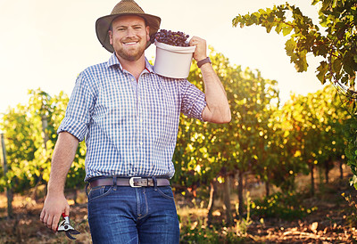 Buy stock photo Sustainable, portrait and man with bunch of grapes at vineyard for harvest with agriculture quality control in field. Farming, nature and male farmer with organic and natural fruit in countryside.