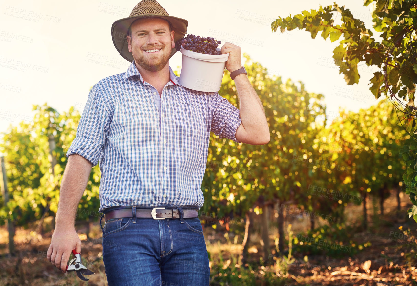 Buy stock photo Sustainable, portrait and man with bunch of grapes at vineyard for harvest with agriculture quality control in field. Farming, nature and male farmer with organic and natural fruit in countryside.