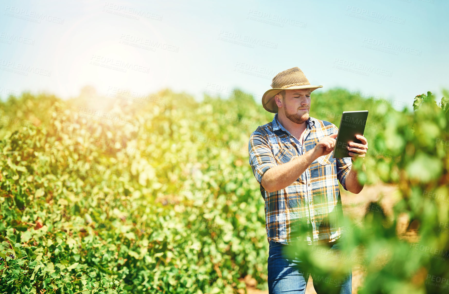 Buy stock photo Man, outdoor and tablet on vineyard or farm for weather tracking, digital farming and monitor crops in harvest season. Farmer, winery and online for viticulture application, agriculture and schedule.