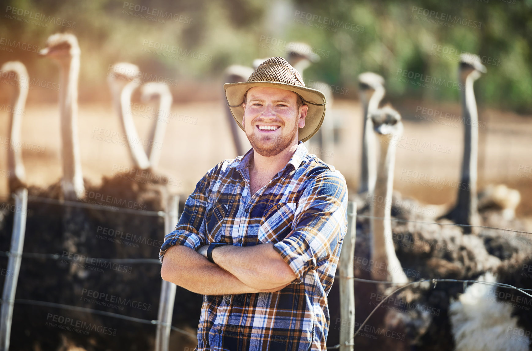 Buy stock photo Portrait, man and ostrich on farm for agriculture, sustainability or wildlife conservation in countryside. Animal welfare, bird and male person for breeding, livestock and environment in Australia