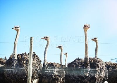 Buy stock photo Cropped shot of a flock of ostriches on a farm