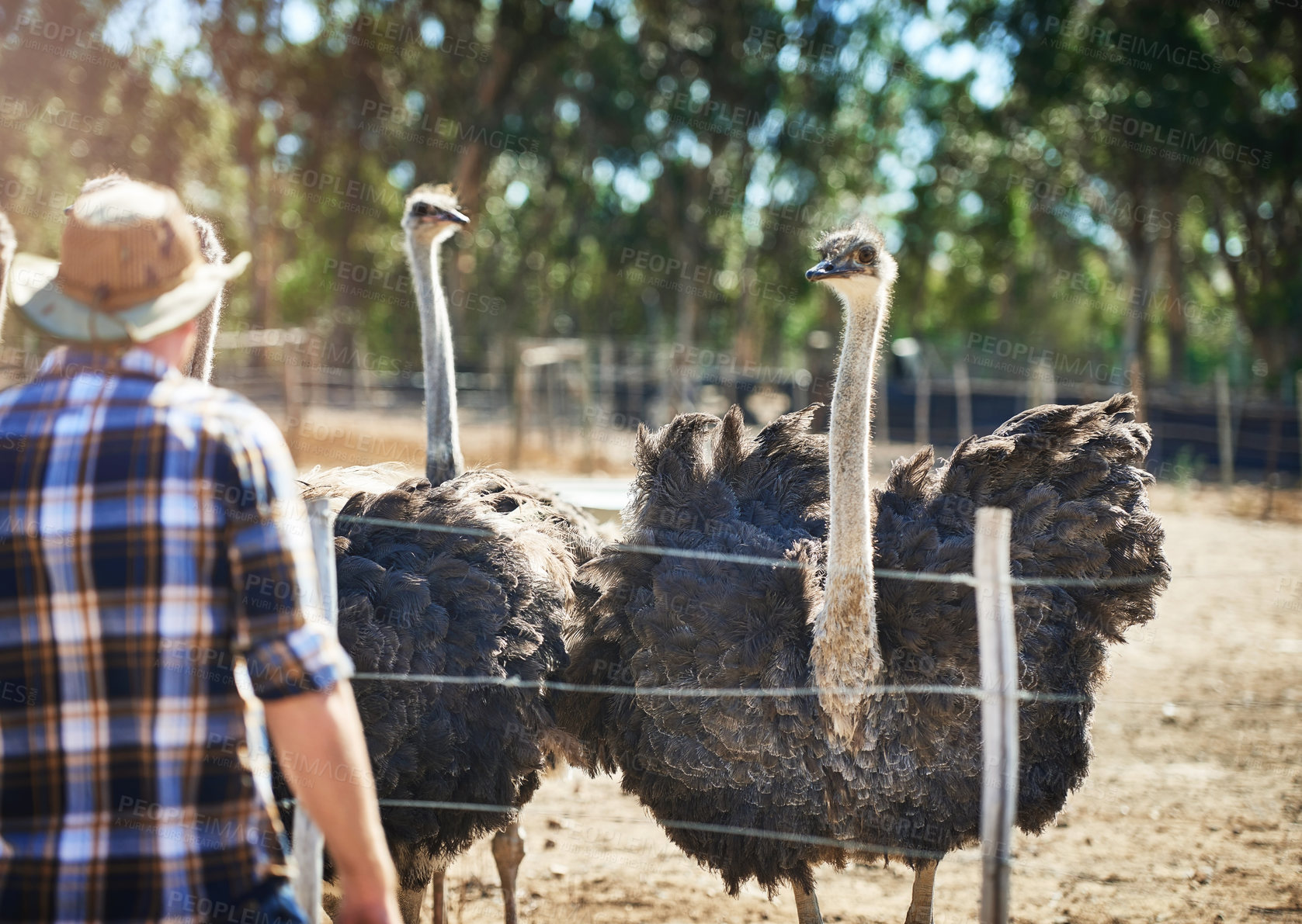 Buy stock photo Ostrich, flock and man at farm, outdoor and field with inspection for health with back. Bird, group and farmer person with sustainability for egg, meat or feather production at ranch in South Africa