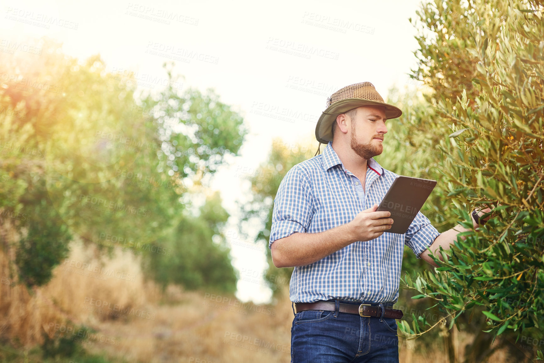 Buy stock photo Vineyard, farmer and man with tablet, plants and check quality of harvest, industry and digital app. Person, outdoor and guy with technology, sustainability and summer with inspection and agriculture