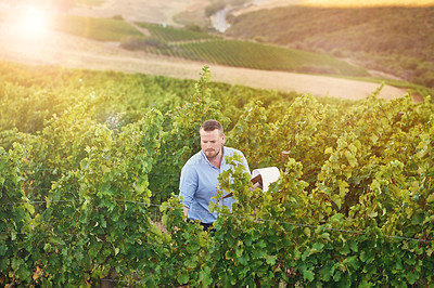 Buy stock photo Shot of a farmer out on his rounds in his vineyard