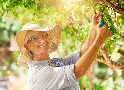 Buy stock photo Shot of a happy senior woman picking pomegranates from a tree in her backyard