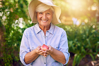 Buy stock photo Shot of a senior woman holding a freshly picked pomegranate in her backyard
