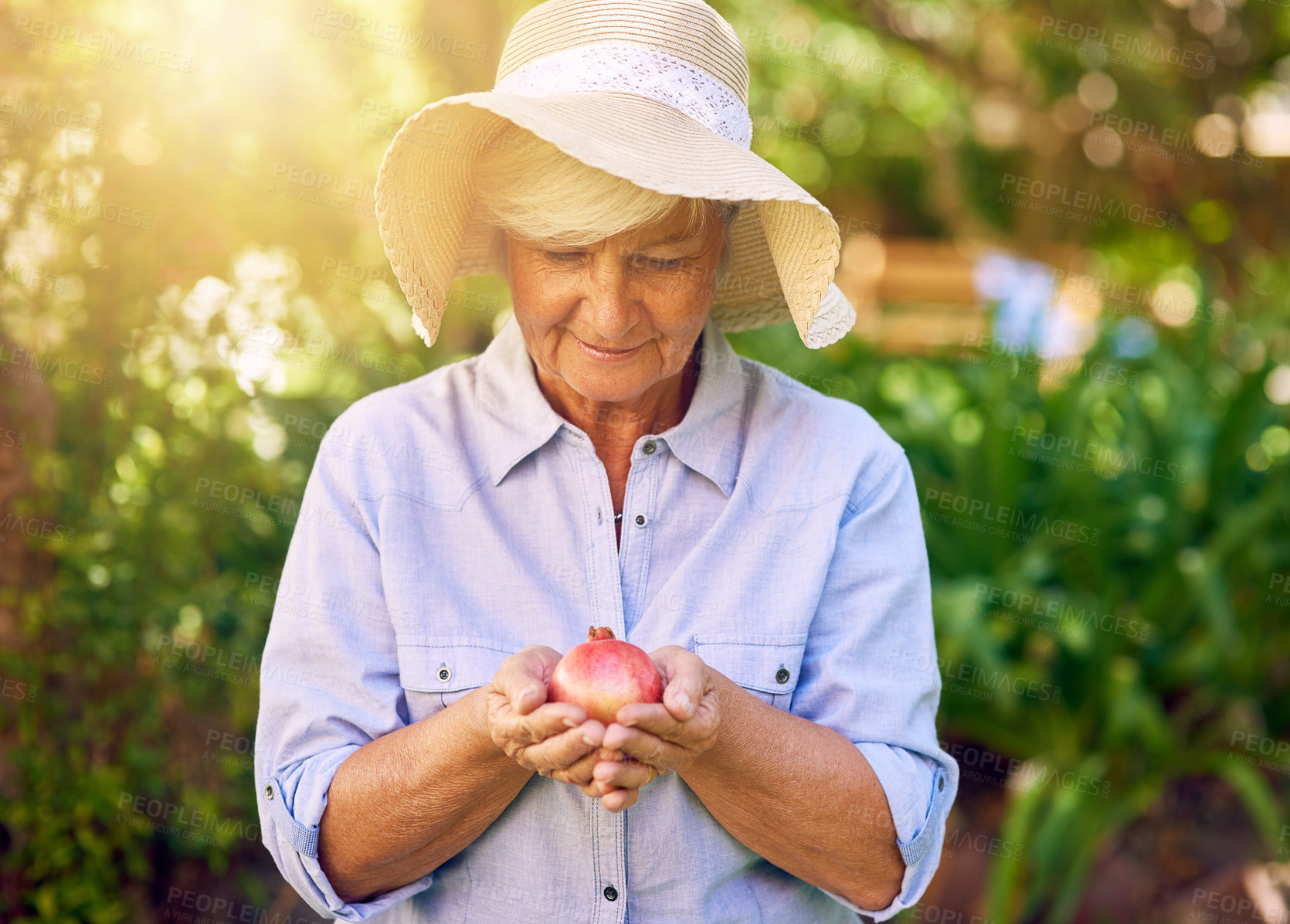 Buy stock photo Shot of a senior woman holding a freshly picked pomegranate in her backyard