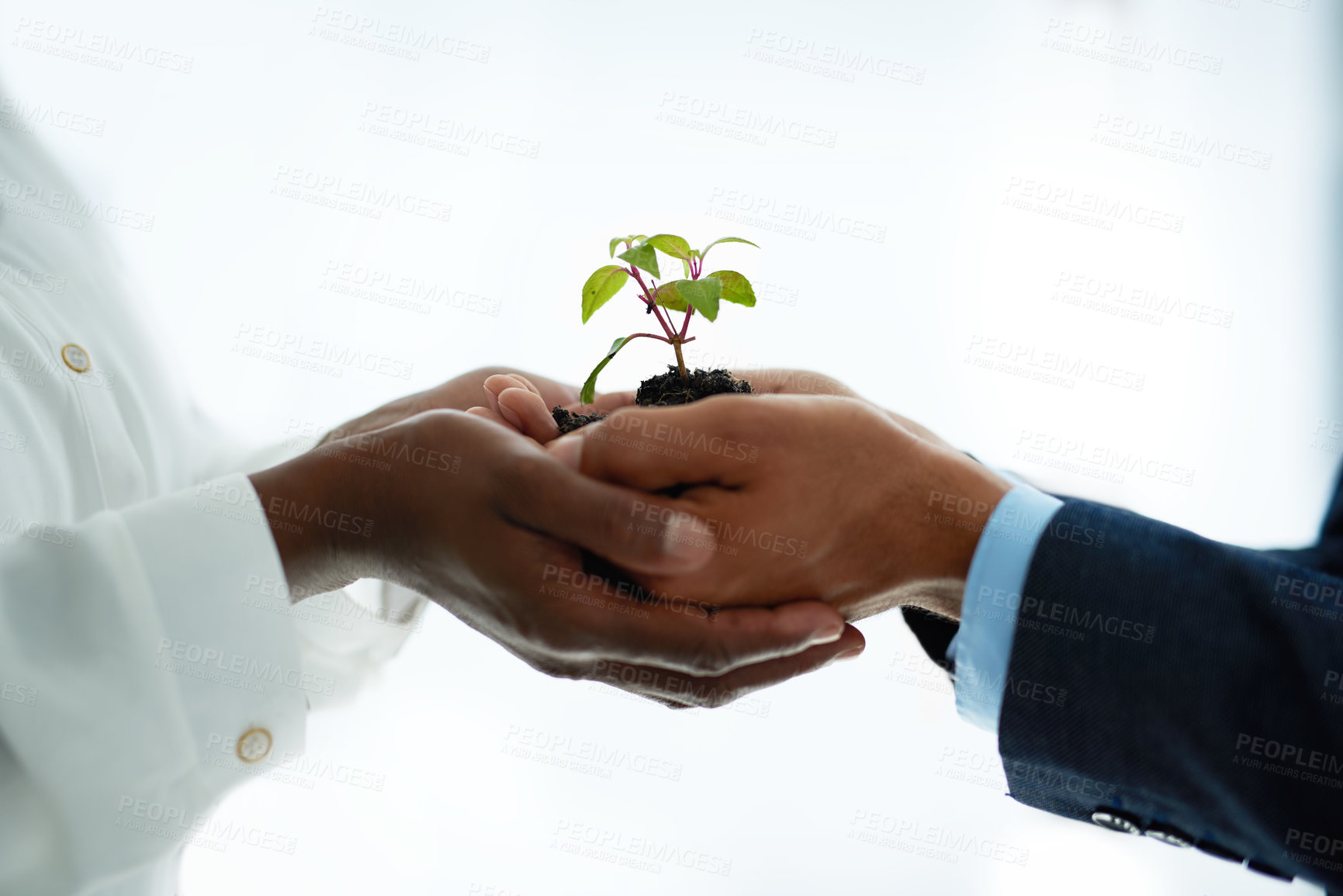 Buy stock photo Studio, hands and business people with plant for growth, career development and soil for fertilizer in corporate. Closeup, lawyers and leaves for nurture, progress and teamwork by white background