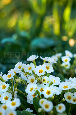 Buy stock photo Flowers, primrose and plant in garden for nature, biodiversity and wildlife sustainability with petal. Floral, environment and habitat with leaf, natural and growth for blossom, spring and ecosystem