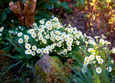 Buy stock photo Flowers, primrose and plants in garden for nature, biodiversity and wildlife sustainability with petal. Floral, environment and habitat with leaf, natural and growth for blossom, spring and ecosystem