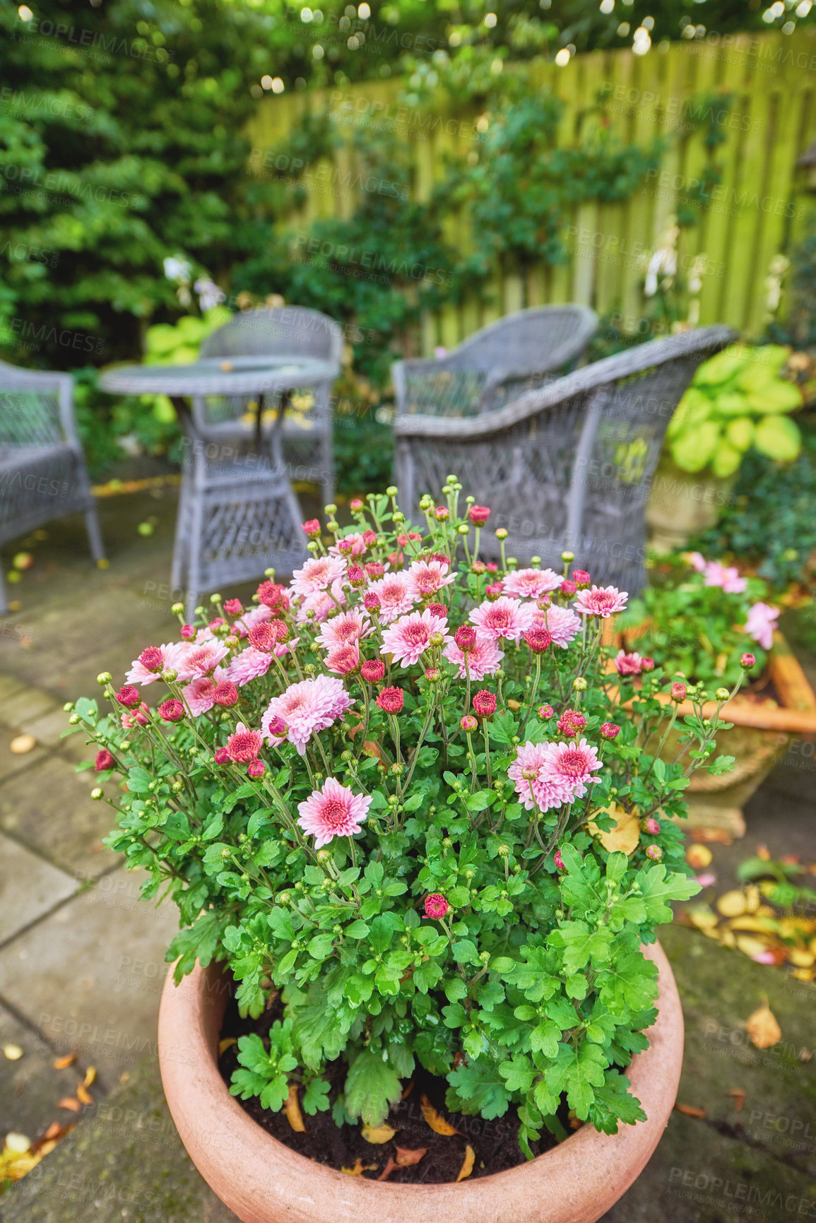 Buy stock photo Garden, home and flowers in pot plant for landscaping with spring growth, blooming season and ecology. Floral design, plants and eco friendly backyard for sustainability, gardening and environment