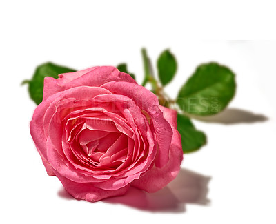 Buy stock photo Rose, pink flower and closeup in studio with petal, texture and natural bloom with color by white background. Floral plant, leaves and blossom for gift, present or celebration for Valentines Day