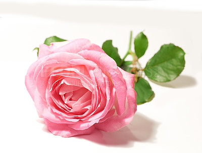 Buy stock photo Flower, isolated pink rose and against a white background for blossom. Natural beauty floral or plant, stem valentine gift or green leafs with petal and flowers against a studio backdrop alone 