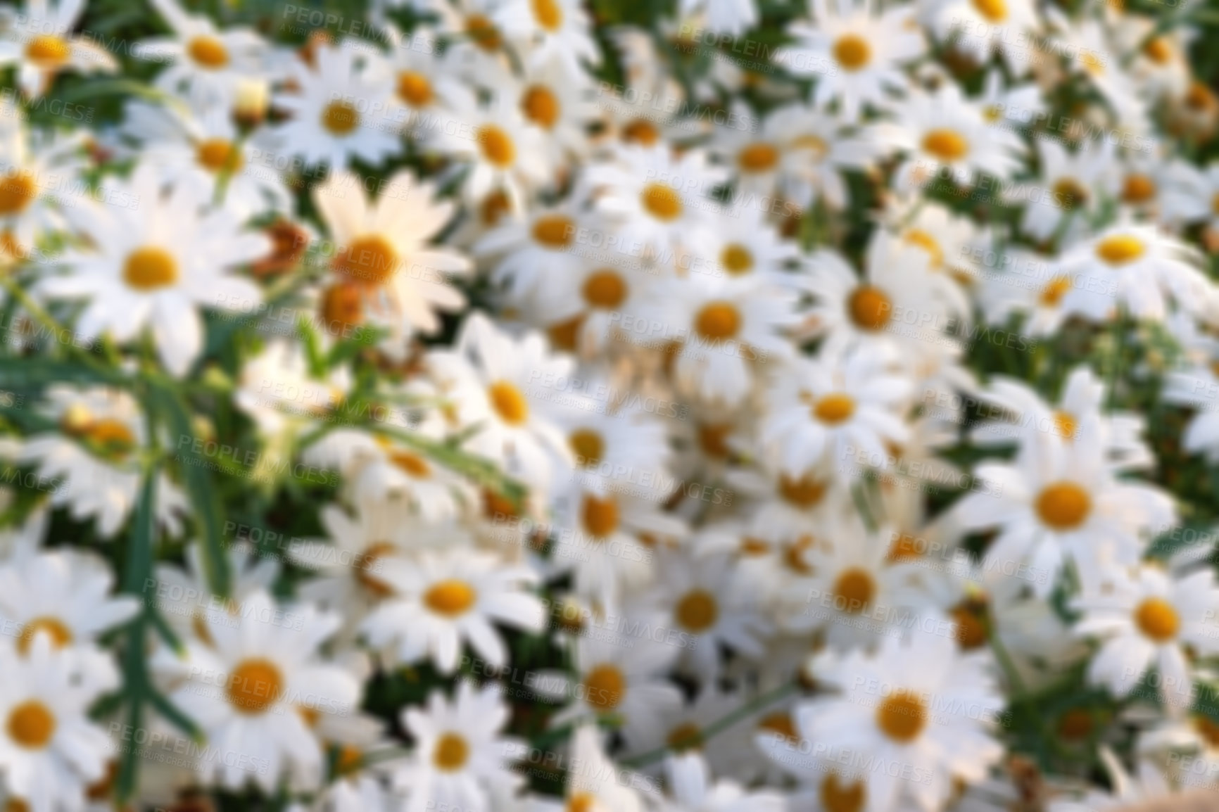 Buy stock photo Flowers, habitat and plant in nature for daisy, biodiversity and wildlife sustainability with petal. Floral, environment and garden with leaf, natural and growth for blossom, spring and ecosystem