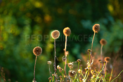 Buy stock photo Flower, garden and plant with dandelions in nature for spring, blossom or bloom in wilderness. Empty, floral or sprout with sunlight, stem or leaf of outdoor environment, growth or natural botany