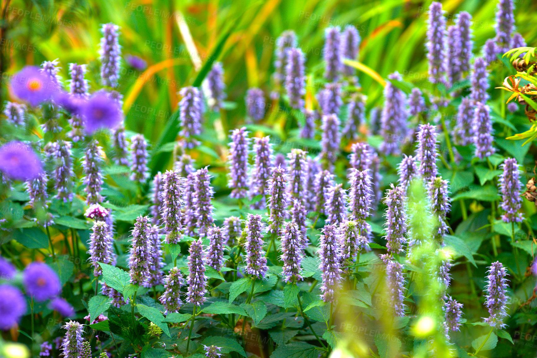 Buy stock photo Garden, meadow and flowers outdoor with nature, environment and field in summer. Plants, lawn and bloom in yard with floral growth, backyard and botanical with purple blossom of Catmint vine 