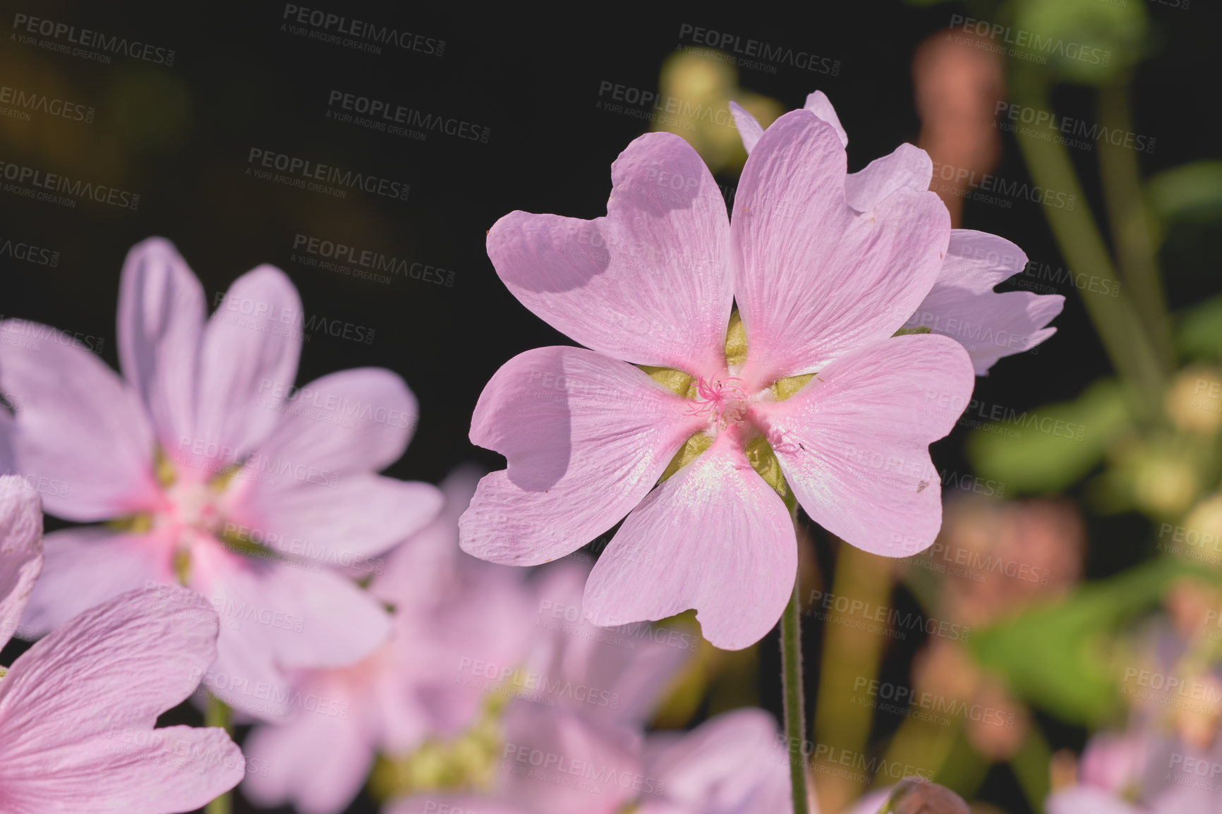 Buy stock photo Pink, outdoor or flowers in garden environment, botanical nature or park for natural blooming plants. Malva thuringiaca, blossom or countryside botany in meadow ecosystem for petals or floral growth