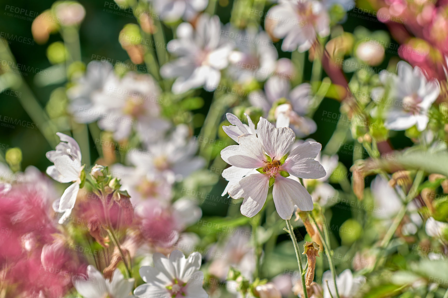 Buy stock photo Flowers, diversity and plant in garden for nature, biodiversity and wildlife sustainability with petal. Floral, environment and habitat with leaf, natural and growth for blossom, spring and ecosystem