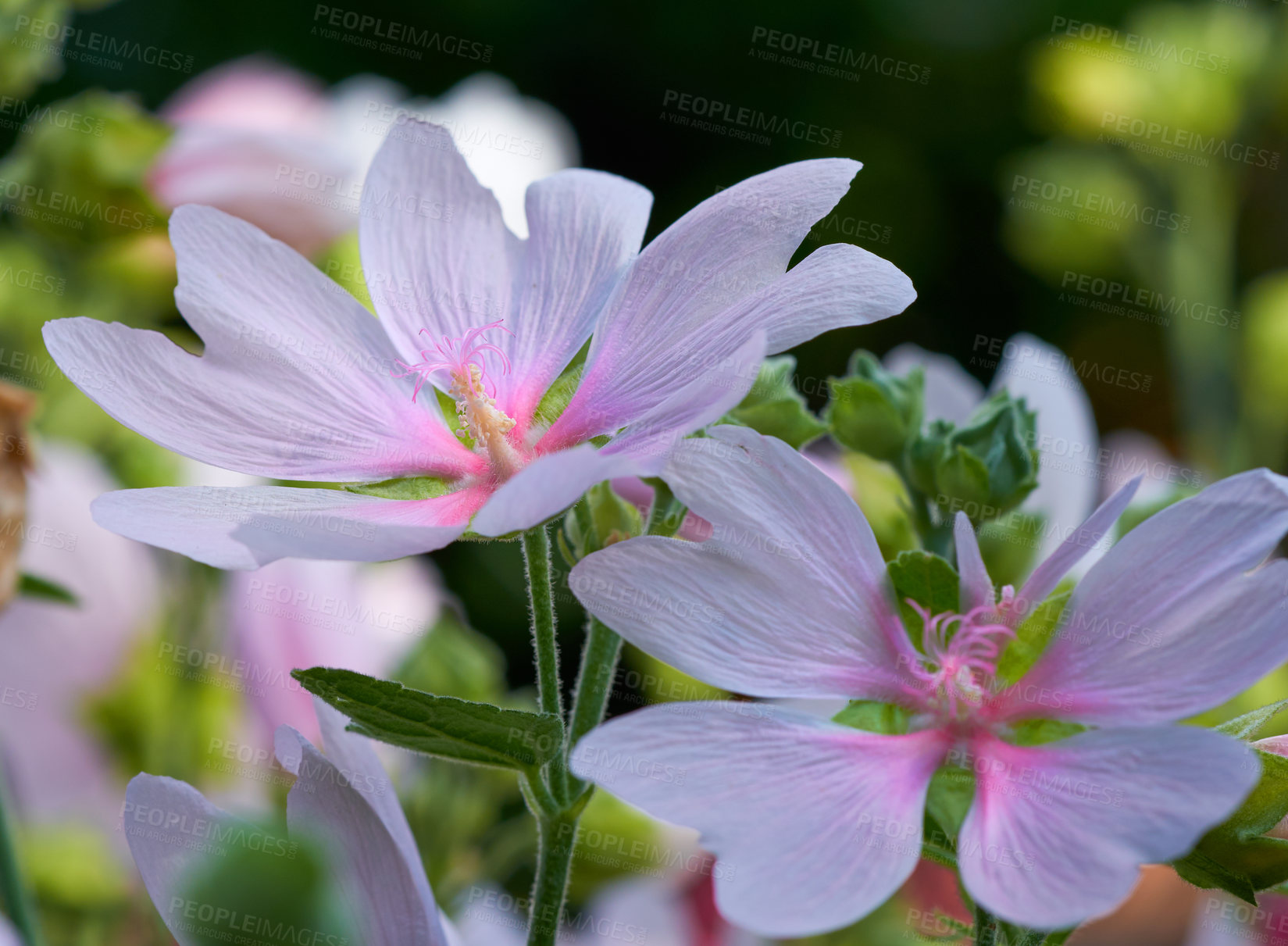 Buy stock photo Environment, petals and flowers in garden, color and peace in nature, sustainable and growth of plants. Outdoor, sprout and organic in spring, eco friendly and blossom in national park and Canada