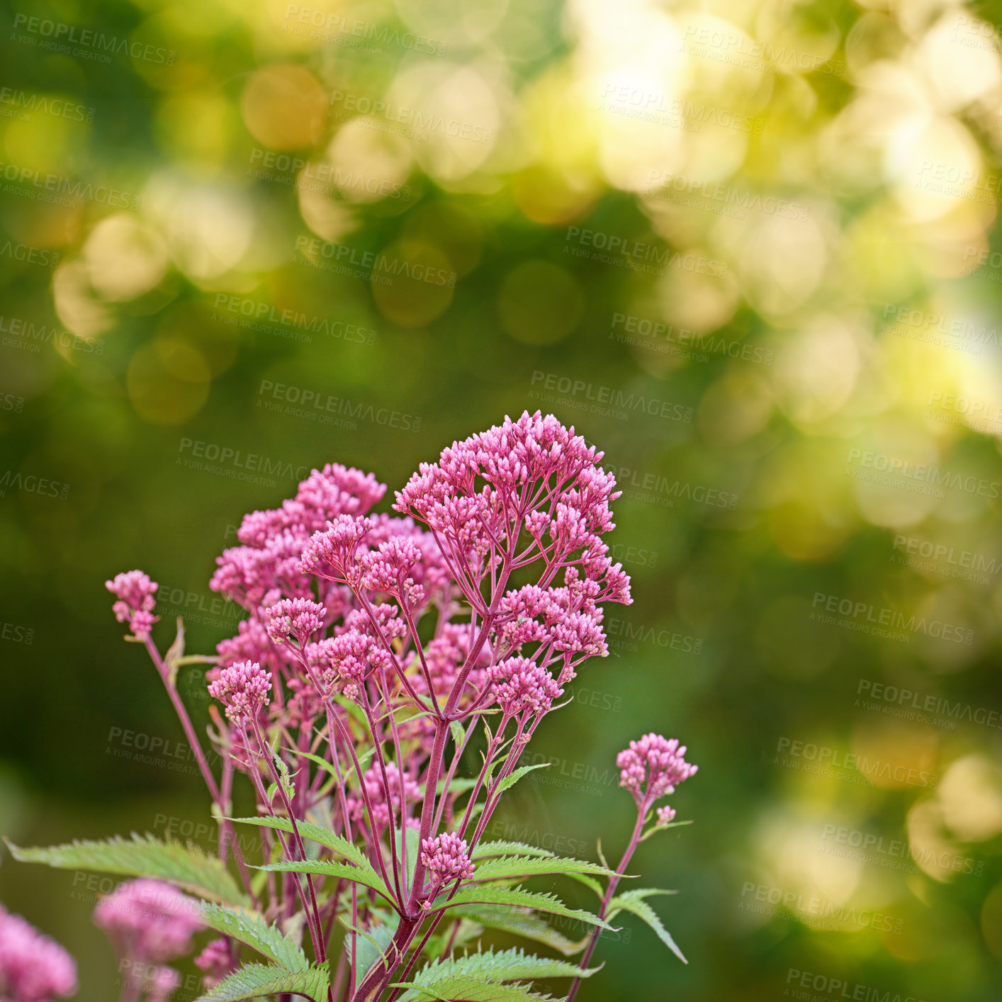 Buy stock photo A diversity of garden photos