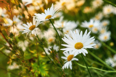 Buy stock photo Flowers, green and daisy in garden for nature, biodiversity and sustainability with petal. Floral, environment and habitat with plant, natural and growth for blossom, spring and ecosystem