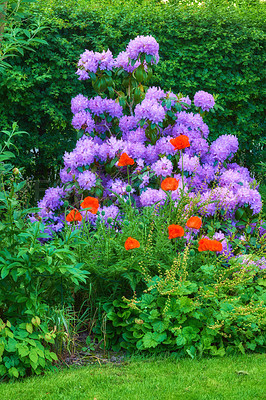 Buy stock photo Rhododendron is a genus of 1,024 species of woody plants in the heath family, either evergreen or deciduous, and found mainly in Asia, although it is also widespread throughout the Southern Highlands of the Appalachian Mountains of North America.