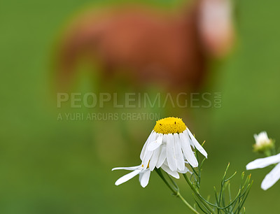 Buy stock photo Flowers, daisy and plant in garden for wildlife, biodiversity and nature sustainability with petal. Floral, environment and habitat with leaf, natural and growth for blossom, spring and ecosystem