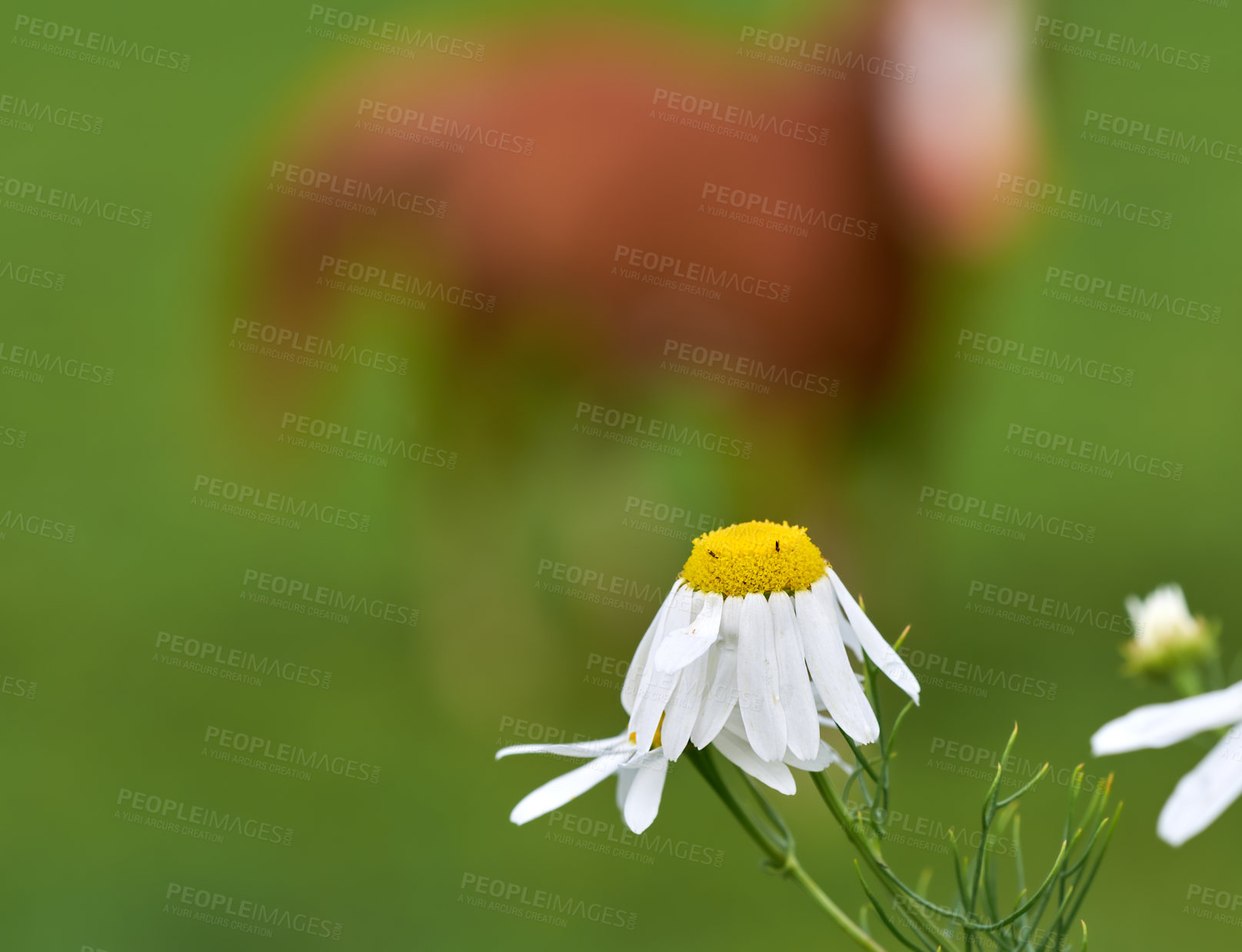 Buy stock photo Flowers, daisy and plant in garden for wildlife, biodiversity and nature sustainability with petal. Floral, environment and habitat with leaf, natural and growth for blossom, spring and ecosystem