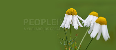 Buy stock photo Flowers, daisy and petal in garden for nature, biodiversity and wildlife sustainability with plant. Floral, environment and habitat with leaf, natural and growth for mockup space, spring or ecosystem