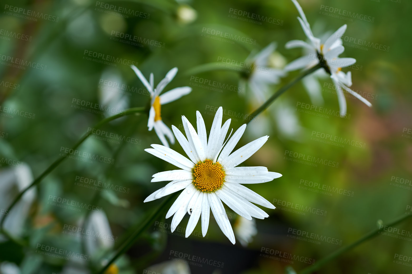 Buy stock photo Flowers, daisy and wildlife in garden for nature, biodiversity and plant sustainability with petal. Floral, environment and habitat with leaf, natural and growth for blossom, spring and ecosystem