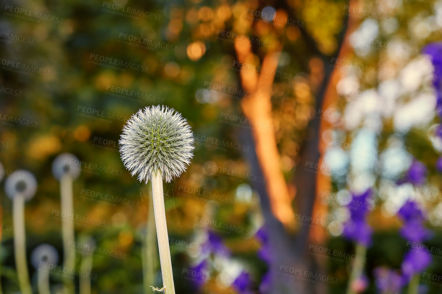 Buy stock photo Flower, season and plant with dandelion in nature for spring, blossom or bloom in wilderness. Empty, floral or sprout with natural growth, stem or leaf of outdoor environment for botany or garden