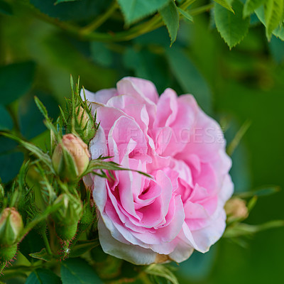 Buy stock photo Flower, pink rose and nature with floral plant for spring, blossom or bloom in wilderness or forest. Empty, leaves and macro sprout with season, stem or leaf for natural growth, environment or botany