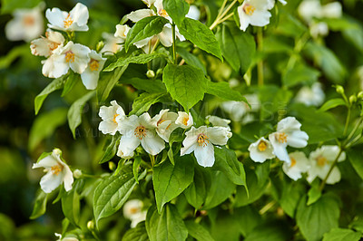 Buy stock photo Flowers, jasmine and bush in garden for nature, biodiversity and wildlife sustainability with petal. Floral, environment and habitat with leaf, natural and growth for blossom, spring and ecosystem