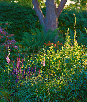 Buy stock photo Garden, flowers and growth in nature, plants and peace in environment, floral and sustainability of trees. Outdoor, petals and organic in spring, eco friendly and blossom in national park and Canada