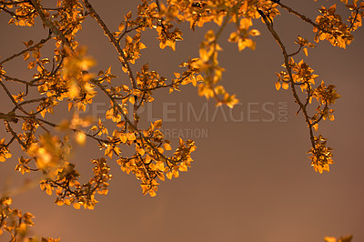 Buy stock photo Sky, autumn tree and leaves in environment, nature and eco friendly process for sustainability. Outdoor, ecosystem and botany for peace on holiday, petals and countryside forest with foliage growth 