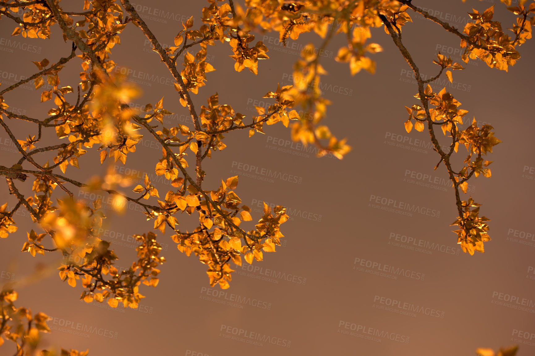 Buy stock photo Sky, autumn tree and leaves in environment, nature and eco friendly process for sustainability. Outdoor, ecosystem and botany for peace on holiday, petals and countryside forest with foliage growth 