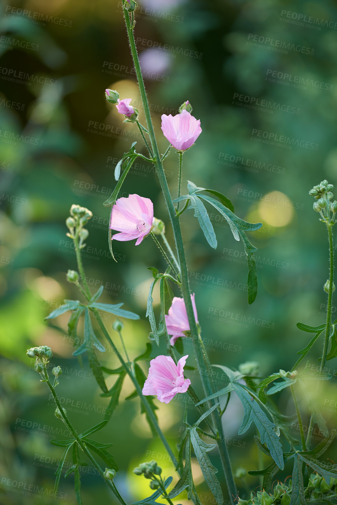 Buy stock photo Garden, flowers and growth in nature, petals and peace of environment, floral or sustainability of plants. Outdoor, color and organic in spring, eco friendly and blossoming in national park or Canada