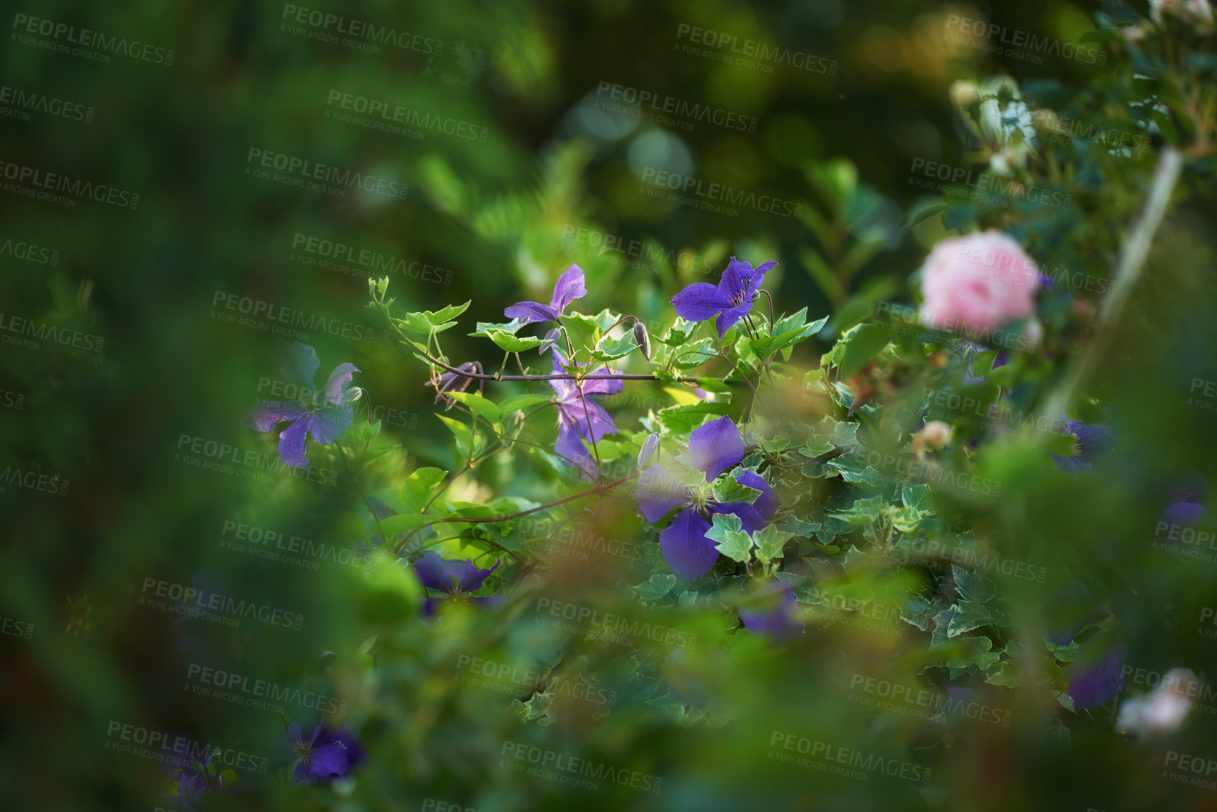 Buy stock photo Garden, bush and flowers outdoor with nature, environment and field in summer. Plants, meadow and bloom in yard with floral growth, backyard and leaves with purple blossom on lawn or woods in morning